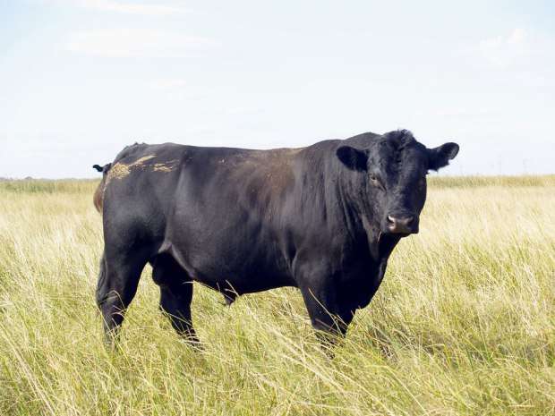  Dundee has an 87 per cent interest in Blue Goose, which has operations across Canada: It has organic beef cattle operations and a hay-making business in B.C.; and an organic and natural poultry business as well as a fish farming business in Ontario.